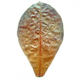 Лист Индийского миндаля, 1 шт фото