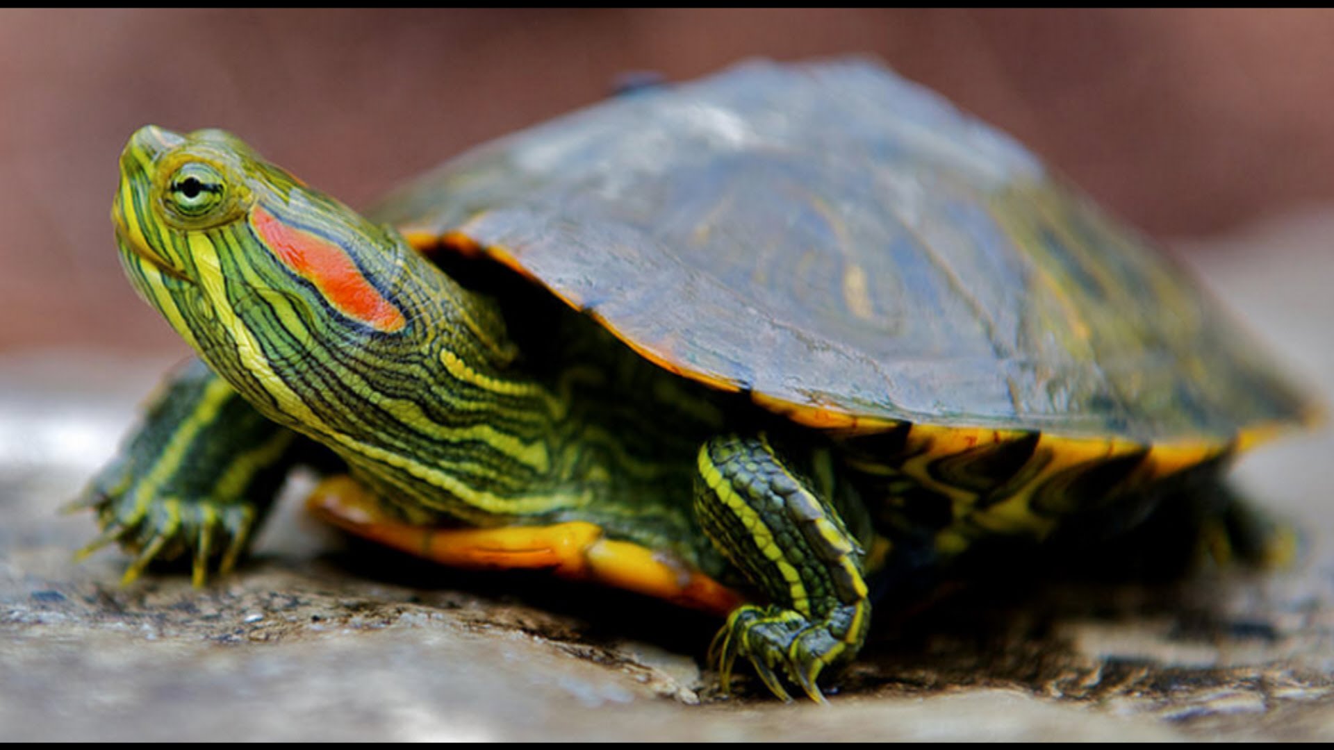 Впадают ли в спячку домашние черепахи?