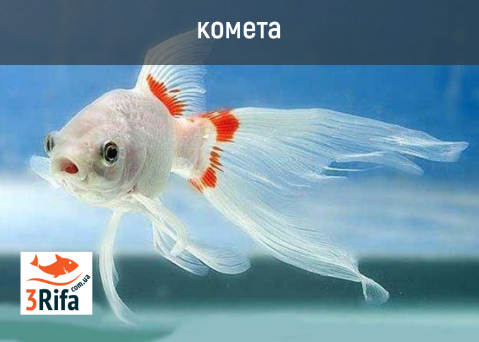 кометы кометы в пруду