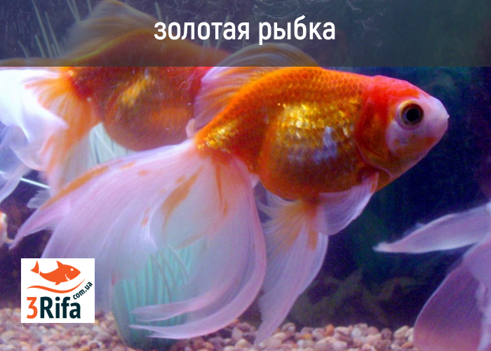 Золотая рыбка Золотая рыбка для пруда
